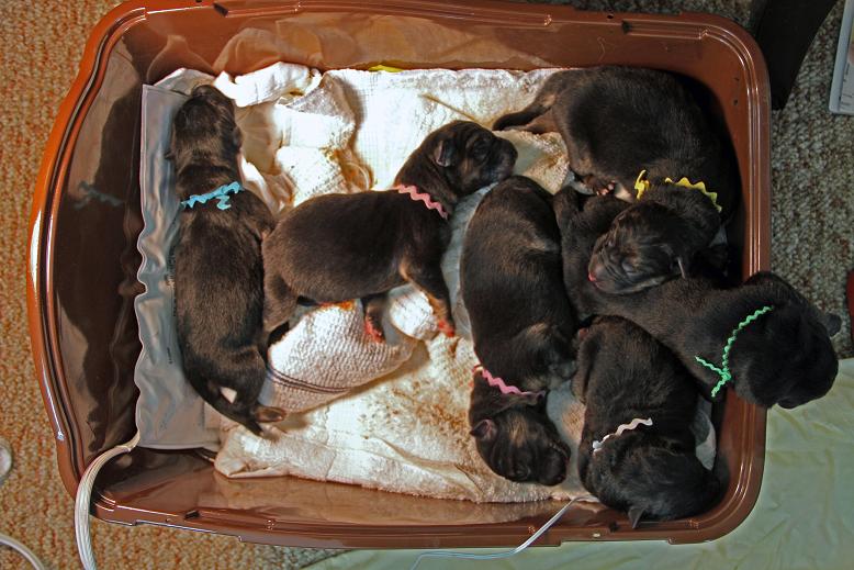 Whelping Box Ideas. All six in their puppy box: