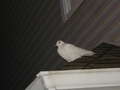 Re: Solid White Bird - looks like a pet?