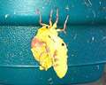 Re: Identify Huge Yellow Moth??