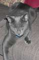 Lost: Solid Slate Gray Cat