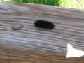 Re: All Black Wooly Bear Catepillars - Severe Winter?