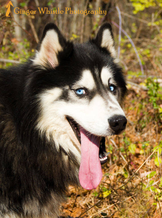 Found Husky Dog - Independence Twp - Owner Found - Hackettstown Nj