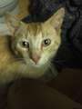 Found Orange Tiger Cat - Karrsville/Mansfield