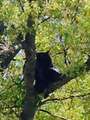 Re: Bear in tree on Rt 46 in Budd Lake