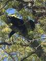 Re: Bear in tree on Rt 46 in Budd Lake