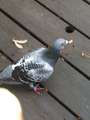 Anyone missing their homing pigeon?