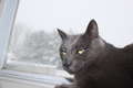 Re: Lost Russian Blue Cat - (REUNITED)