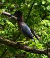 Help identify bird at Riverfront Park