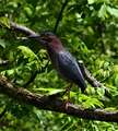 Re: Help identify bird at Riverfront Park