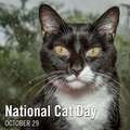 National Cat Day 10/29!